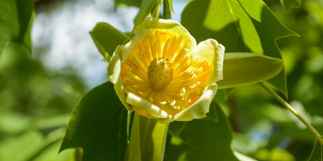 Gelsvaziedis tulpmedis Liriodendron tulipifera 10